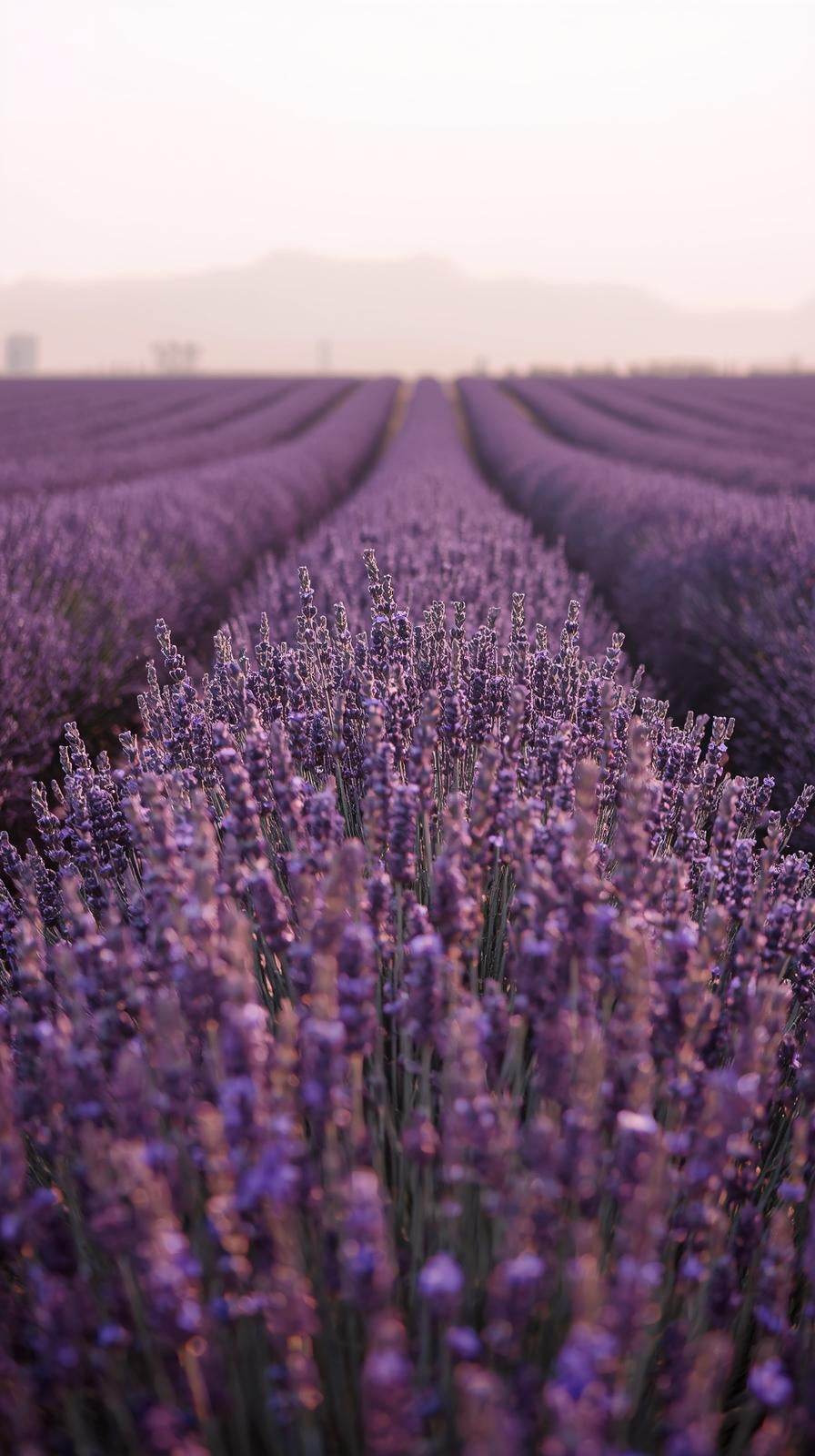 Aethereal Calm Lavender