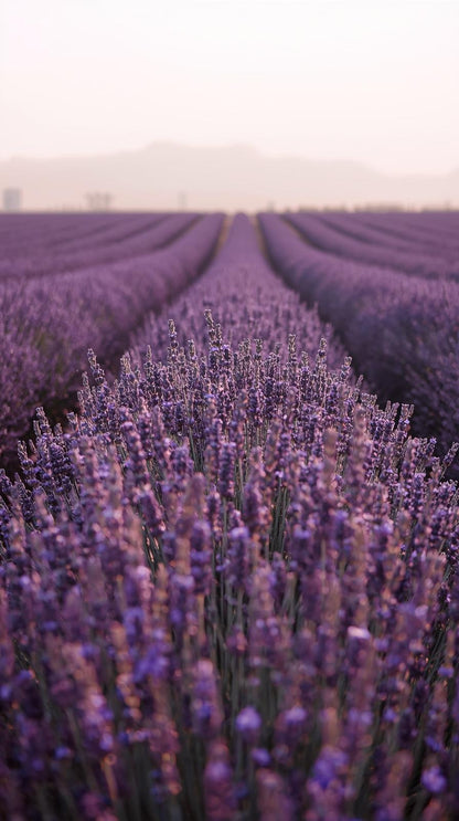Aethereal Calm Lavender